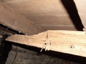 Fact – Termites Hate Good Building Inspectors
