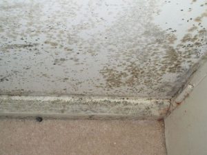 Mouldy Issues For Landlords
