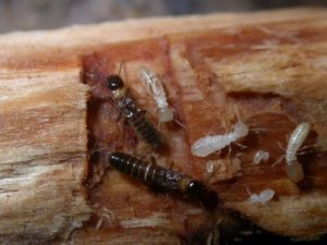 The Dirty World Of Termites