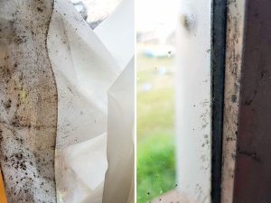 Your Health Health Before Mould