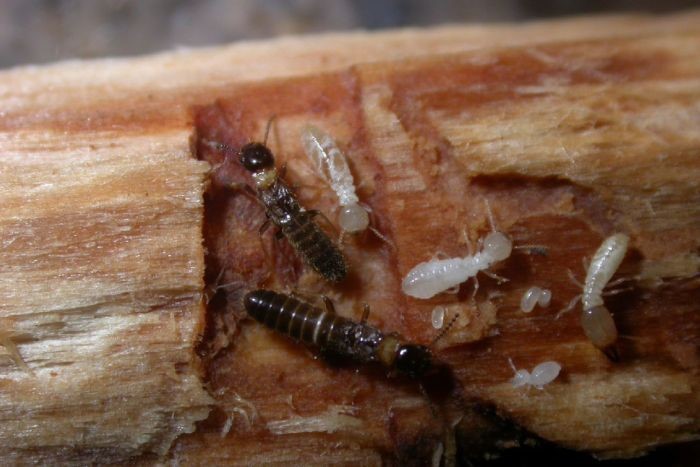 termite-damage-is-leading-factor-when-buying-queensland-homes